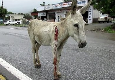 Amazing Rescue Of A Wounded Donkey